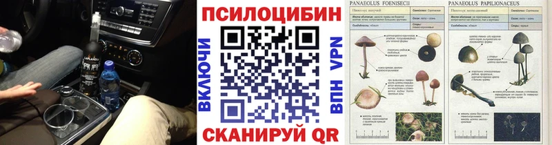 купить   Княгинино  Галлюциногенные грибы Cubensis 